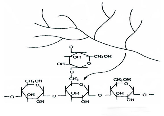 淀粉基分子结构图